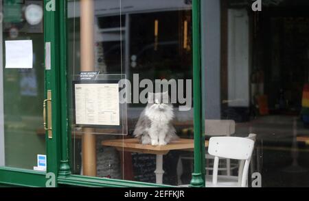 17 febbraio 2021, Londra, Inghilterra, Regno Unito: Un gatto siede su un tavolo all'interno di un ristorante chiuso e guarda all'esterno nel quartiere Soho di Londonâ€™mentre il blocco del coronavirus continua in città. Il primo ministro britannico Boris Johnson dovrebbe annunciare la roadmap fuori dai blocchi nel paese lunedì prossimo. (Immagine di credito: © Tayfun Salci/ZUMA Wire) Foto Stock