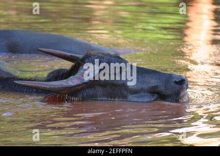 Due bufali d'acqua Bubalus bubalis che nuotano in acqua, Thailandia Foto Stock