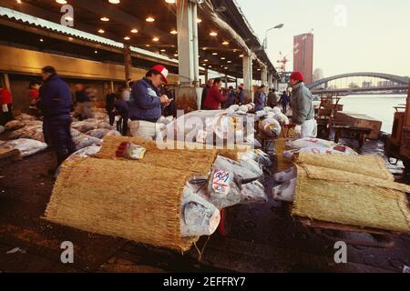 Acquirenti maschi che ispezionano il tonno in un mercato del pesce, mercato del pesce di Tsukiji, Tsukiji, Prefettura di Tokyo, Giappone Foto Stock