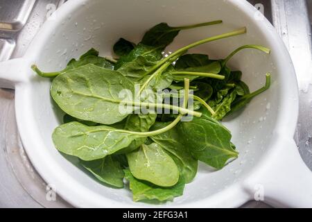 Gli spinaci del bambino si sono lievitati, lavati e drenati in un colander di plastica. Foto Stock