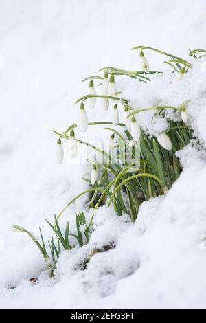 snowdrops in snow - UK Foto Stock