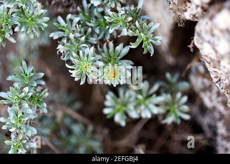 Spiaggia mediterranea Daisy in autunno. Messa a fuoco selettiva. Foto Stock