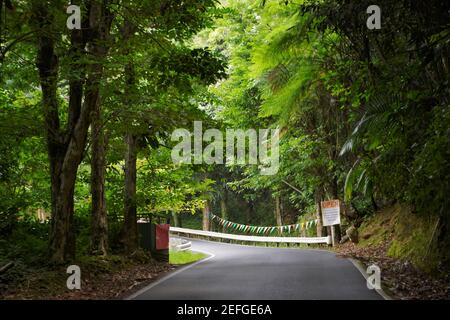 Road passando attraverso una foresta pluviale, El Yunque foresta pluviale, Puerto Rico Foto Stock