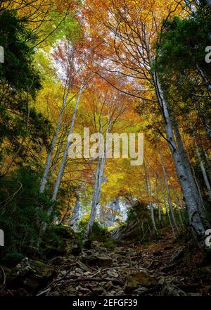 Valle del Bujaruelo in autunno (Ordesa e Monte Perdido NP, Pirenei, Spagna) ESP: Valle de Buajruelo en otoño PN Ordesa y Monte Perdido, Aragón, Pirineos Foto Stock