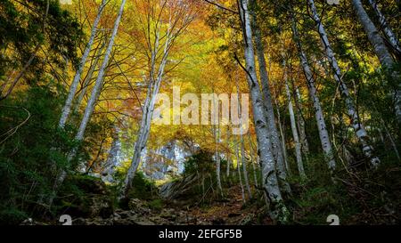 Valle del Bujaruelo in autunno (Ordesa e Monte Perdido NP, Pirenei, Spagna) ESP: Valle de Buajruelo en otoño PN Ordesa y Monte Perdido, Aragón, Pirineos Foto Stock