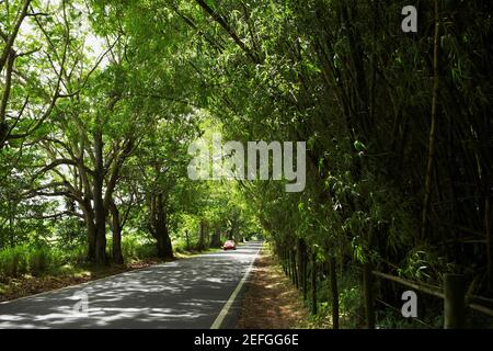 Road passando attraverso una foresta, Puerto Rico Foto Stock