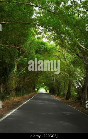 Road passando attraverso una foresta, Puerto Rico Foto Stock