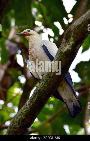 Piccione imperiale Pied, Zweifarben-Fruchttarbe, Ducula bicolore, Parco degli Uccelli, Taman Burung, Kuala Lumpur, Malesia, Sud-est asiatico, Kétszínű gyümölcsgalamb Foto Stock