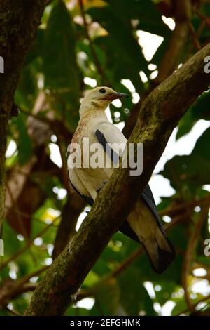 Piccione imperiale Pied, Zweifarben-Fruchttarbe, Ducula bicolore, Parco degli Uccelli, Taman Burung, Kuala Lumpur, Malesia, Sud-est asiatico, Kétszínű gyümölcsgalamb Foto Stock