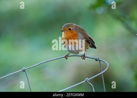 Un Robin su un recinto di filo, Preston, Lancashire. REGNO UNITO Foto Stock