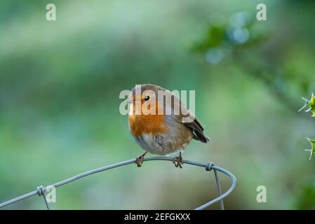 Un Robin su un recinto di filo, Preston, Lancashire. REGNO UNITO Foto Stock