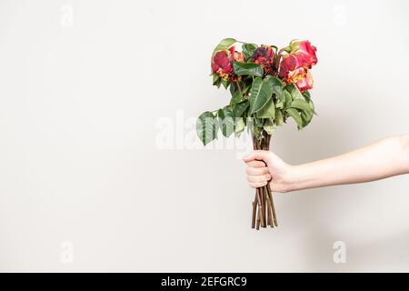 la mano dell'uomo tiene fuori un mazzo di fiori appassiti, rose rosse secche e una copia dello spazio Foto Stock
