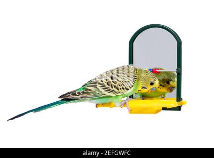 Simpatico uccello Budgie che gioca di fronte allo specchio da solo. Su sfondo bianco, isolato Foto Stock