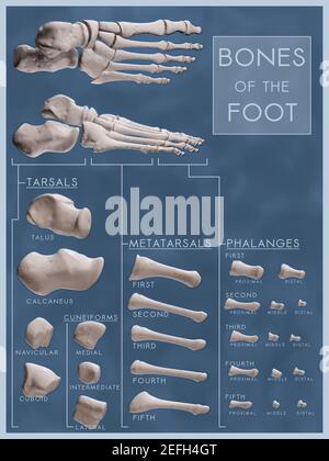 Poster predisposto per l'aula che mostra le ossa del piede nelle viste anatomiche ed esplose. Ogni osso è etichettato con il nome scientifico e organizzato per categoria. Foto Stock