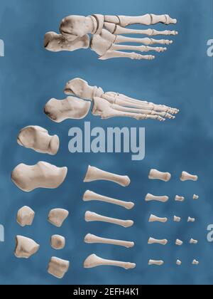 Poster predisposto per l'aula che mostra le ossa del piede nelle viste anatomiche ed esplose. Foto Stock