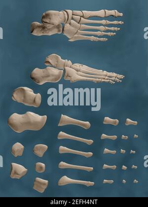 Poster predisposto per l'aula che mostra le ossa del piede nelle viste anatomiche ed esplose. Foto Stock