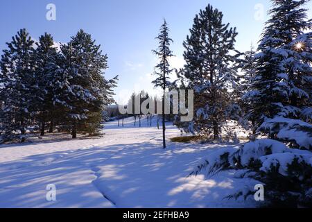Alberi sotto la neve in una soleggiata giornata invernale Foto Stock
