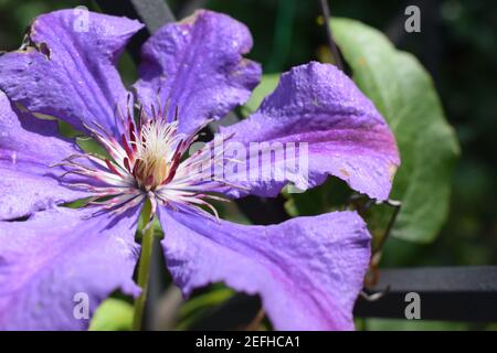 Clematis fiore dopo la pioggia con goccioline di acqua sulla petali di fiori. Viola la clematide ramo con boccioli aperti. La clematide Jackmanii e gocce di rugiada Foto Stock