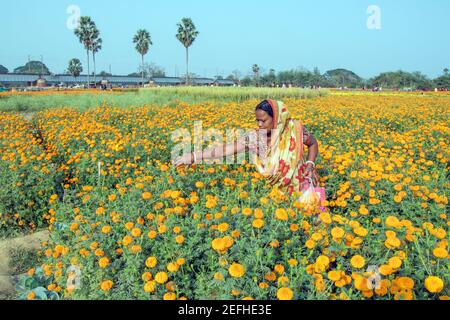 Donna contadina che lavora nei campi di fiori di Khirai, una regione agricola vicino ad ovest del distretto di Midnapore del Bengala Occidentale, India. Foto Stock