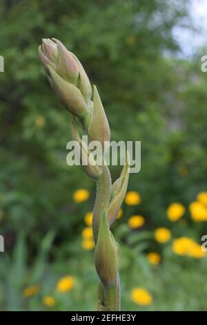 Splendido sfondo con gemme di Yucca prima di fiorire. Primo piano. La pianta di Yucca (Yucca filamentosa) ha foglie a forma di spada, fiori bianchi in fiore Foto Stock