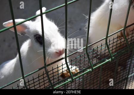 Conigli bianchi e neri in una gabbia. Domestico furry bianco e nero macchiato conigli di fattoria conigliato dietro le barre di gabbia a fattoria animale, bestiame cibo an Foto Stock