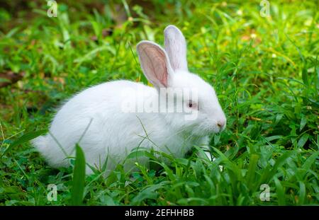 Simpatico e dolce albino coniglio coniglio bambino sul campo erba, ha avuto occhi rossi e lunghe ciglia, lunghe orecchie su, luce che passa attraverso le orecchie lunghe e p Foto Stock