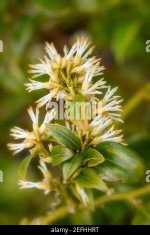 Sarcococca hookeriana (scatola dolce Himalayan) pianta sempreverde giardino, ritratto naturale delle piante Foto Stock