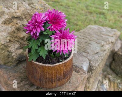 Fioritura viola rosa di piante di Dahlia in vaso di ceramica, fuoco selettivo. Foto Stock