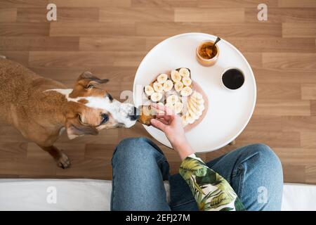Colazione con il cane. L'uomo dà al suo animale domestico un panino di burro di arachidi, colpo dall'alto, pasti vegani sani e caffè Foto Stock