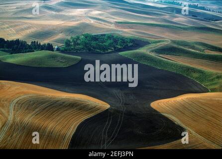 Vista aerea dei campi arati con contorno, stato di Washington Foto Stock