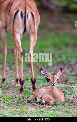 Una madre di melampus dell'Impala Aepyceros con il suo bambino visto nel parco nazionale di Mana Pools dello Zimbabwe. Foto Stock