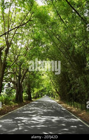 Road passando attraverso una foresta, Puerto Rico Foto Stock