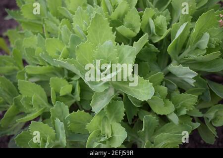 Plant Sedum Spectabile o Hylotephium Spectabile nel periodo giovanile. Foglie verdi rotonde per sfondo. Messa a fuoco selettiva. Sedum spectabile, pietra Foto Stock