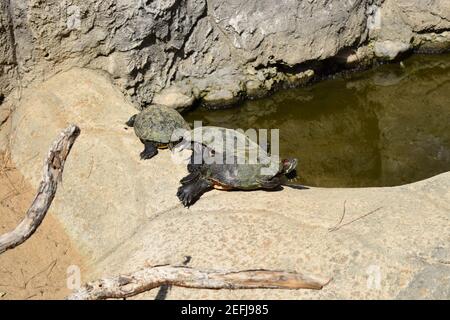 Tartarughe prendere un bagno di sole sulla roccia vicino stagno. Tartarughe di gruppo al sole sullo stagno. Tartarughe acquatiche che riposano su una roccia fuori dall'acqua Foto Stock