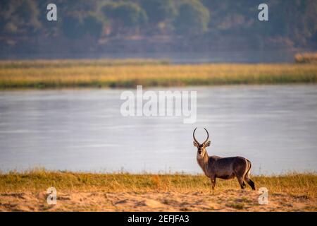 Un kobus ellissiprymnus maschio di Waterbuck nel Parco Nazionale di Mana Pools dello Zimbabwe. Foto Stock