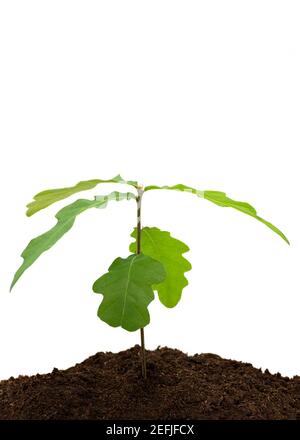 giovani piantine di alberi che crescono in composto su un bianco isolato sfondo con un concetto di nuovi inizi Foto Stock