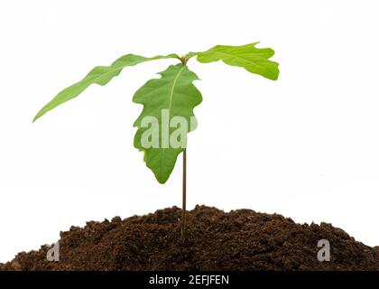 giovani seghe di quercia che crescono in composto su un bianco sfondo isolato con un concetto di nuovi inizi Foto Stock