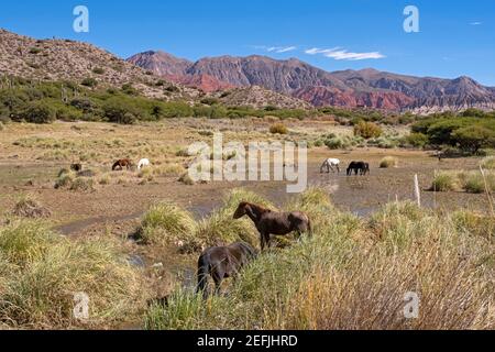 Cavalli nella Quebrada de Humahuaca, stretta valle di montagna situata nella provincia di Jujuy, Argentina Foto Stock