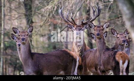 Dülmen, NRW, Germania. 17 Feb 2021. Un cervo rosso fiero stag protectively si trova vicino ad un gruppo di femmine (hinds). Temperature più miti e neve che si scioglie portano i cervi rossi e fiaci alla ricerca di cibo nel bosco della Riserva Naturale di Dülmen. Credit: Imageplotter/Alamy Live News Foto Stock