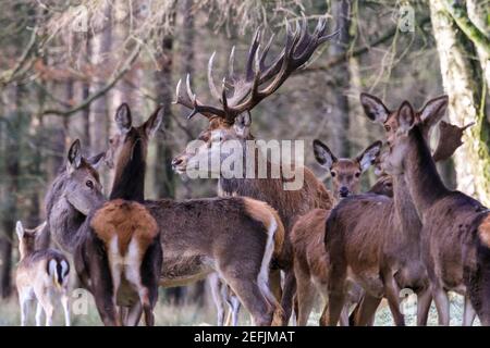 Dülmen, NRW, Germania. 17 Feb 2021. Un cervo rosso fiero stag protectively si trova vicino ad un gruppo di femmine (hinds). Temperature più miti e neve che si scioglie portano i cervi rossi e fiaci alla ricerca di cibo nel bosco della Riserva Naturale di Dülmen. Credit: Imageplotter/Alamy Live News Foto Stock