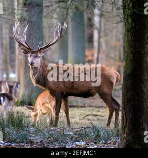 Dülmen, NRW, Germania. 17 Feb 2021. Un orgoglioso cervo rosso si riscalda al sole del pomeriggio. Temperature più miti e neve che si scioglie portano i cervi rossi e fiaci alla ricerca di cibo nel bosco della Riserva Naturale di Dülmen. Credit: Imageplotter/Alamy Live News Foto Stock