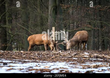 Dülmen, NRW, Germania. 17 Feb 2021. Due cervi rossi bloccano le loro formiche impressionanti in una lotta 'amichevole' per ristabilire la loro posizione. Temperature più miti e neve che si scioglie portano i cervi rossi e fiaci alla ricerca di cibo nel bosco della Riserva Naturale di Dülmen. Credit: Imageplotter/Alamy Live News Foto Stock