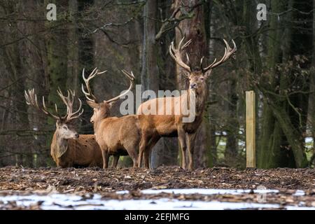 Dülmen, NRW, Germania. 17 Feb 2021. Tre stracci girovagano intorno ad un campo piano preparato di fresco dai ranger della foresta per essere recintato fuori e piantato con le giovani conifere, sperando di trovare il cibo. Temperature più miti e neve che si scioglie portano i cervi rossi e fiaci alla ricerca di cibo nel bosco della Riserva Naturale di Dülmen. Credit: Imageplotter/Alamy Live News Foto Stock