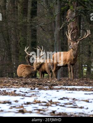 Dülmen, NRW, Germania. 17 Feb 2021. Tre stracci vagano un campo fresco preparato da ranger della foresta per essere piantato con giovani conifere. Temperature più miti e neve che si scioglie portano i cervi rossi e fiaci alla ricerca di cibo nel bosco della Riserva Naturale di Dülmen. Credit: Imageplotter/Alamy Live News Foto Stock