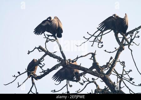 Avvoltoi a voci bianche (Gyps bengalensis) arroccati sul ramo dopo l'alimentazione sulla carriola. Nepal. Foto Stock