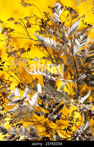 preparazione per una futura cartolina. Fiori secchi su sfondo colorato Foto Stock