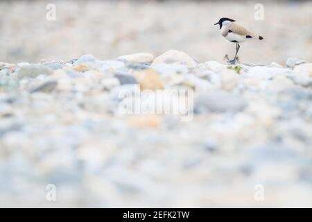 Fiume Lapwing (Vanellus duvaucelii) arroccato su asciutto fiume letto. Nepal. Foto Stock