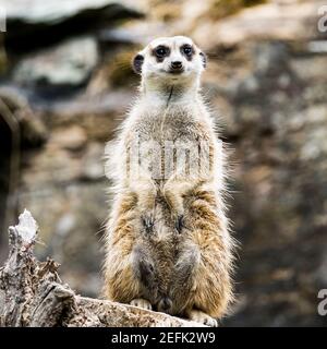 meerkat guardando fuori per i predatori su un ceppo di albero in uno zoo, germania Foto Stock