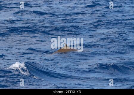 Pinna dorsale di un balenottero di Blainville nelle Azzorre Foto Stock