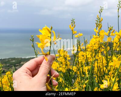 una mano femminile che raccoglie il fiore giallo della scopa in primavera Foto Stock